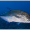 ECOLOGICAL PROGRAM BUNDLE - Imagen 5
