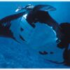 ECOLOGICAL PROGRAM BUNDLE - Imagen 4