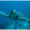 ECOLOGICAL PROGRAM BUNDLE - Imagen 3